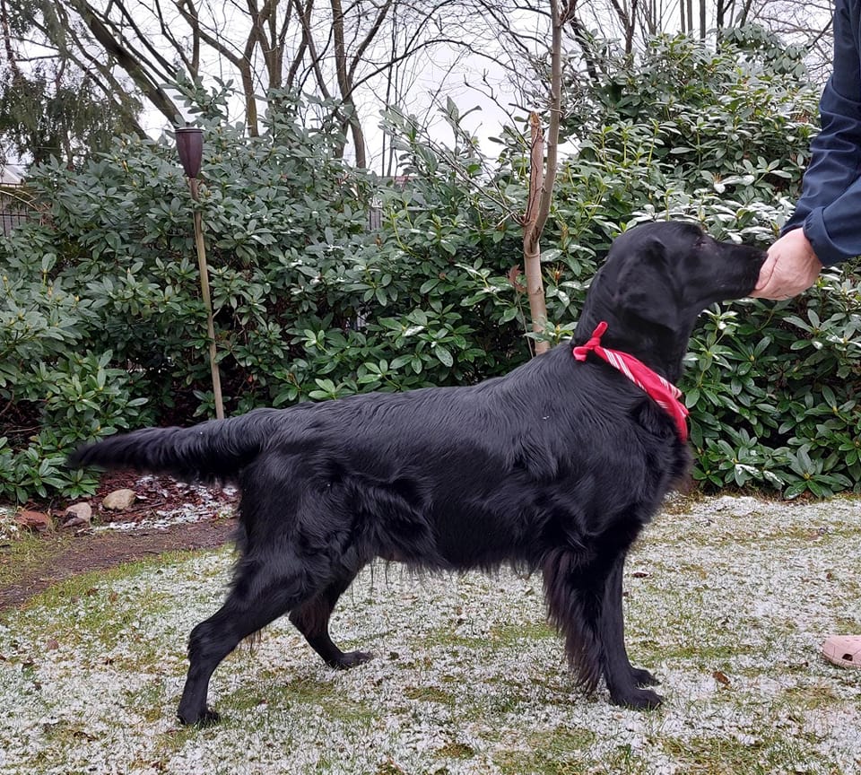 Stoneyard's Dark Velvet Very Funny  (Tian X Stoneyard's Dark Velvet - Quick Step)
