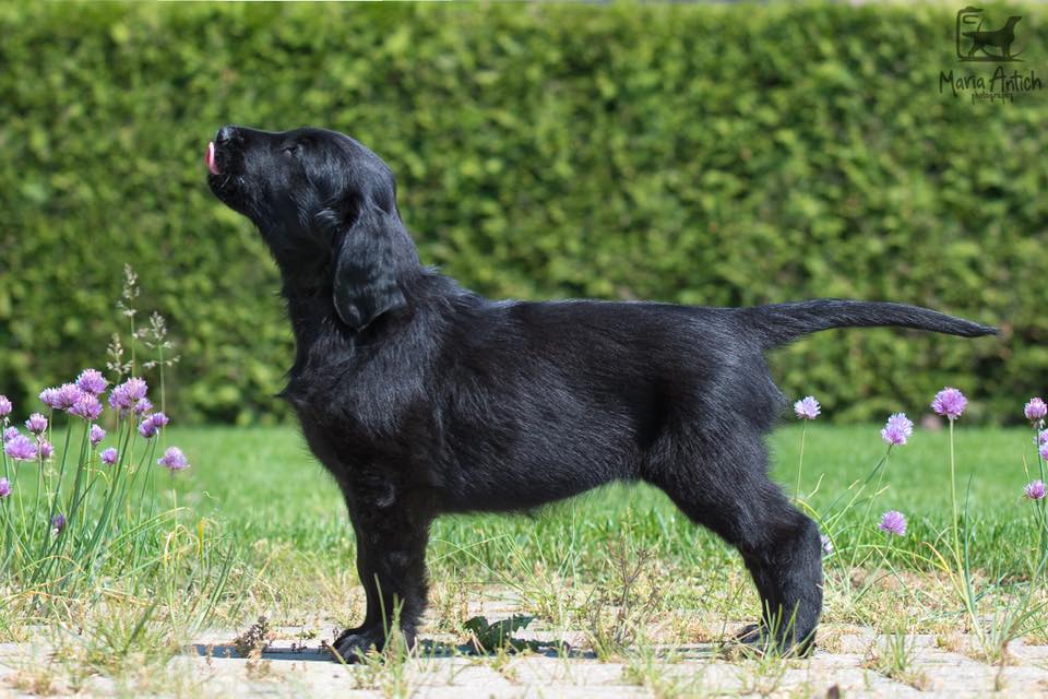 Camwood Claim To Fame, 8 weeks (Tian X MultiCh. Camwood Well Done)