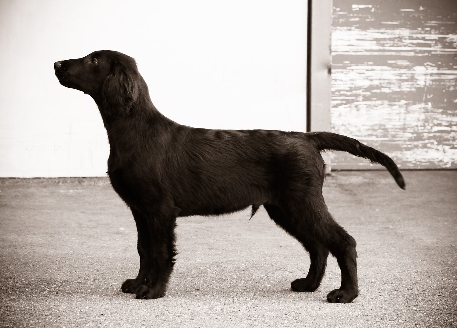 Almanza flat coated retriever clearance