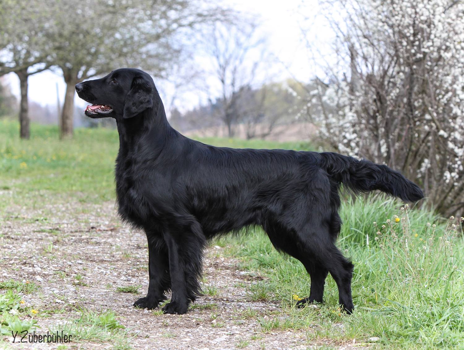 Almanza flat coated retriever sale