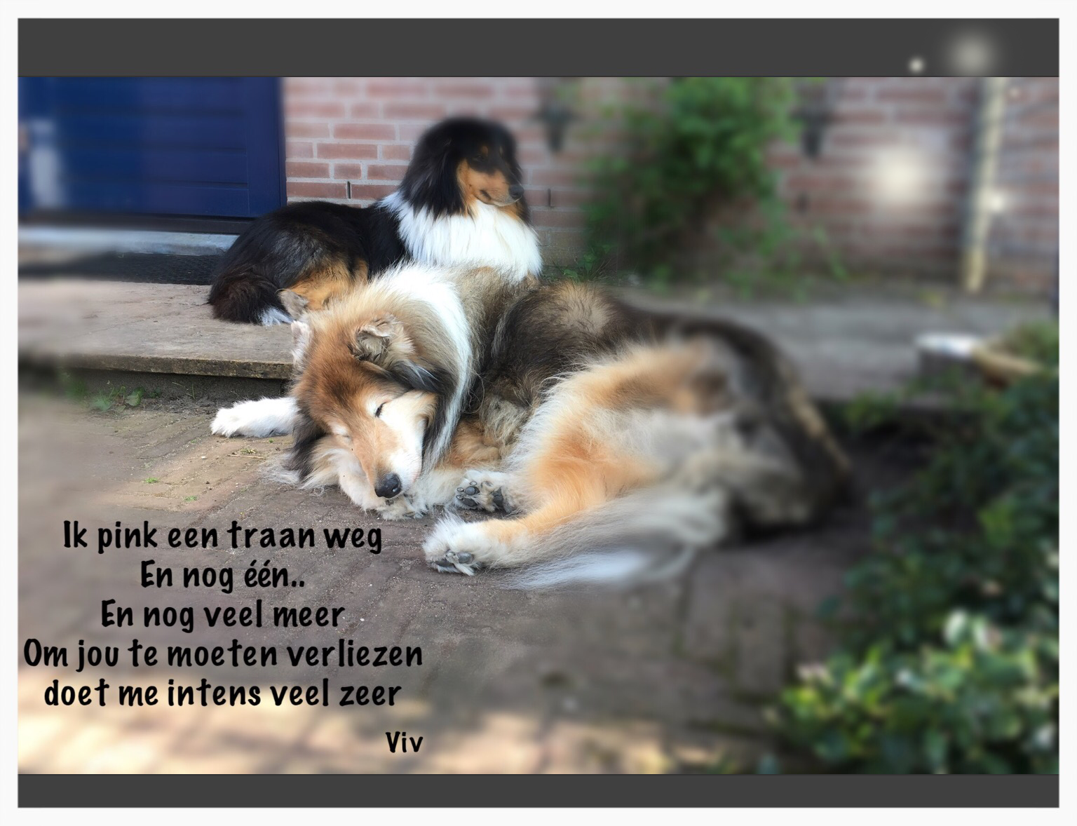 Rouw hond