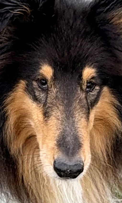 Onze miep