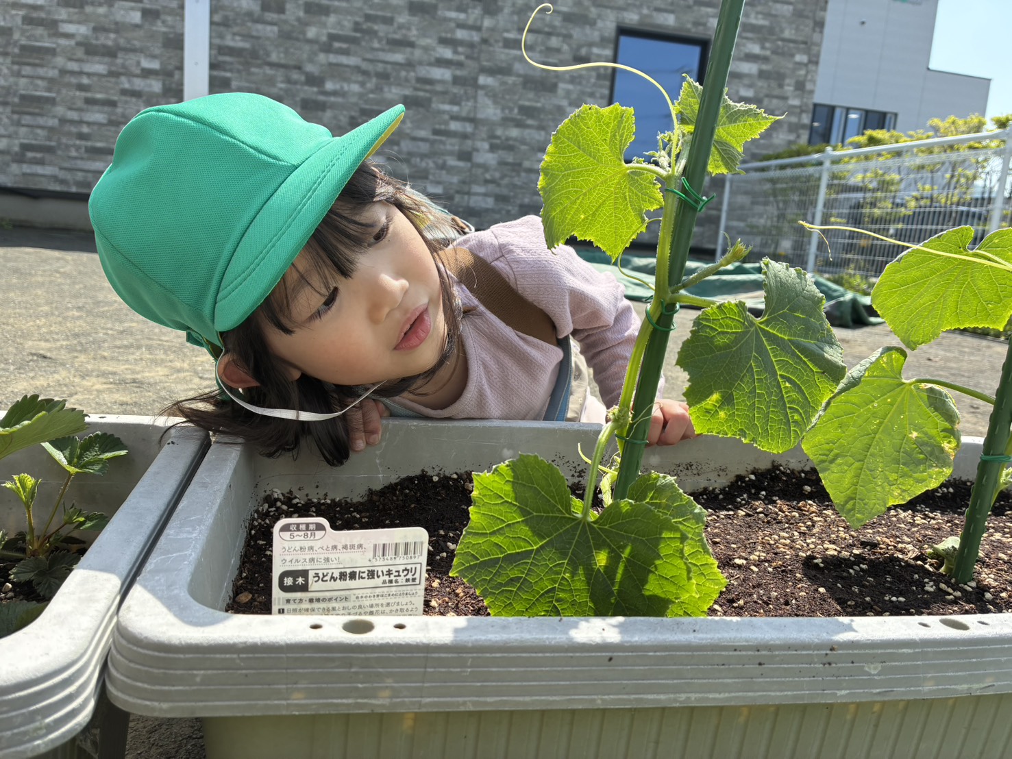 「きゅうりの葉っぱってこういう風になってるんだね！収穫したらクッキングしたいなぁ」