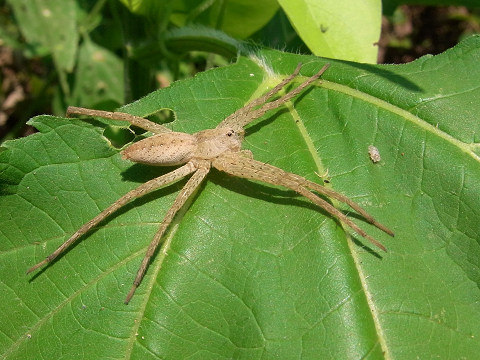 イオウイロハシリグモ♀（キシダグモ科）脚が長く大きいクモ