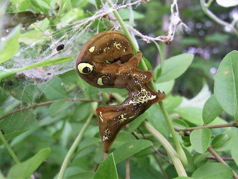 アケビコノハ幼虫（ヤガ科）アケビの葉食