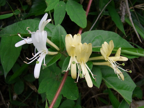 スイカズラ（スイカズラ科）　半常緑性つる木本　花は白色から黄色に変化する