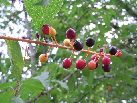 ウワミズザクラの実が熟してきました（バラ科）落葉高木