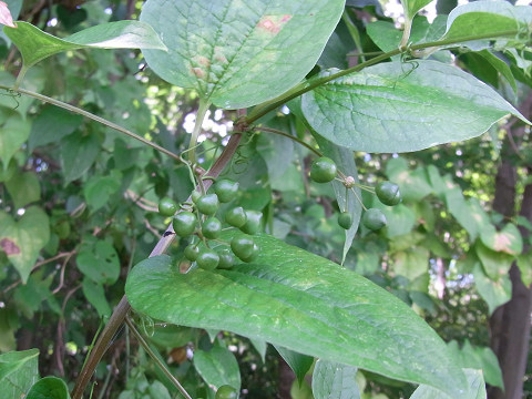 シオデ果実（サルトリイバラ科）緑色から黒く熟す　多年草つる性　雌雄異株