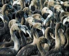 Jóvenes flamencos con su primer plumaje.