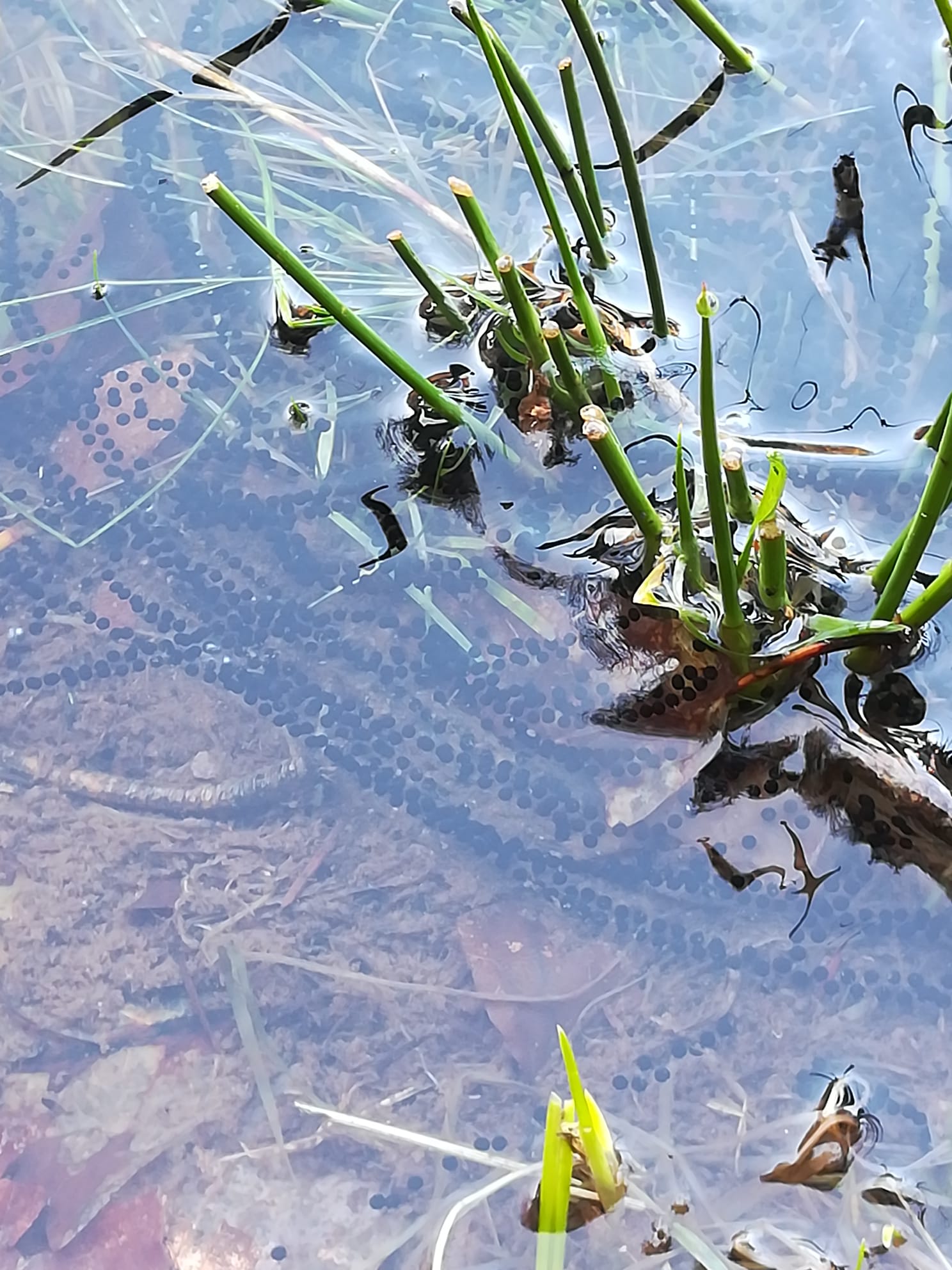 Laichschnüre der Erdkröte