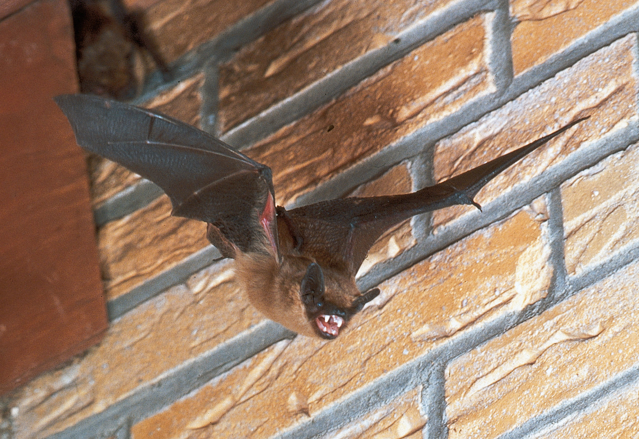 Breitflügelfledermaus - Eberhard Menz 