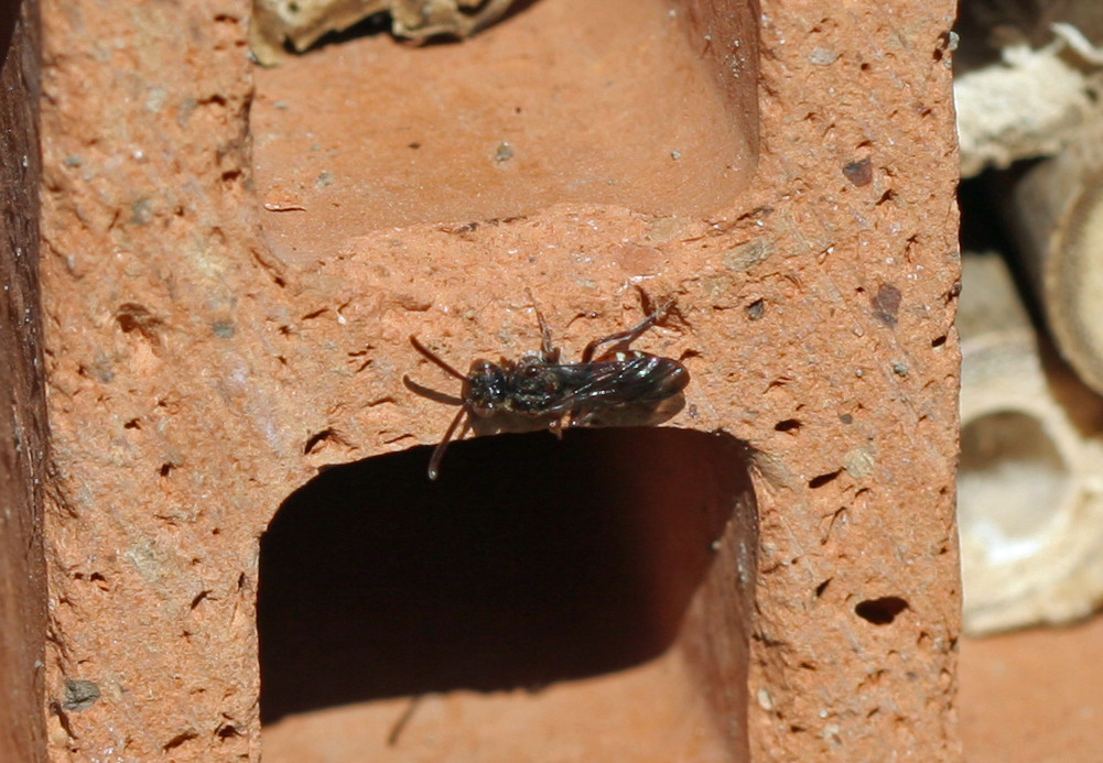 Wespenbienen - Nomada alboguttata - Bastian