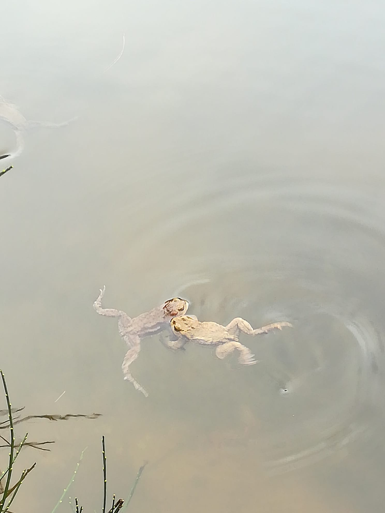 Anbandeln im Wasser