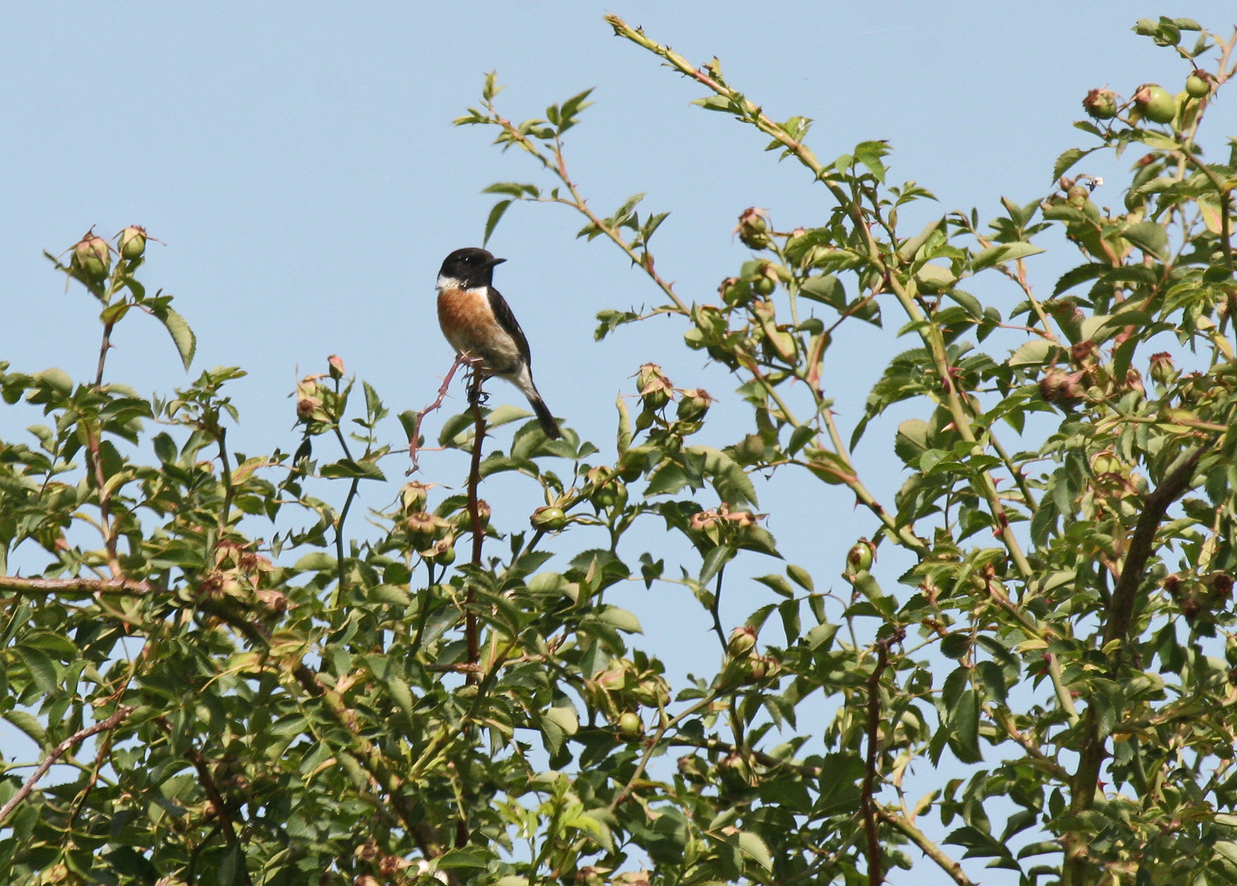 Schwarzkehlchen Männchen