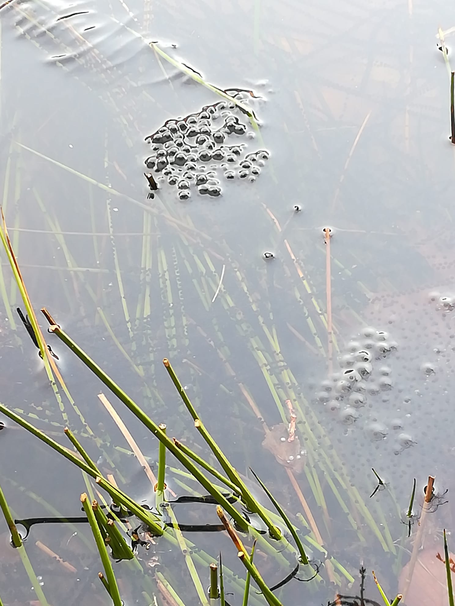 Laichballen und Laichschnüre