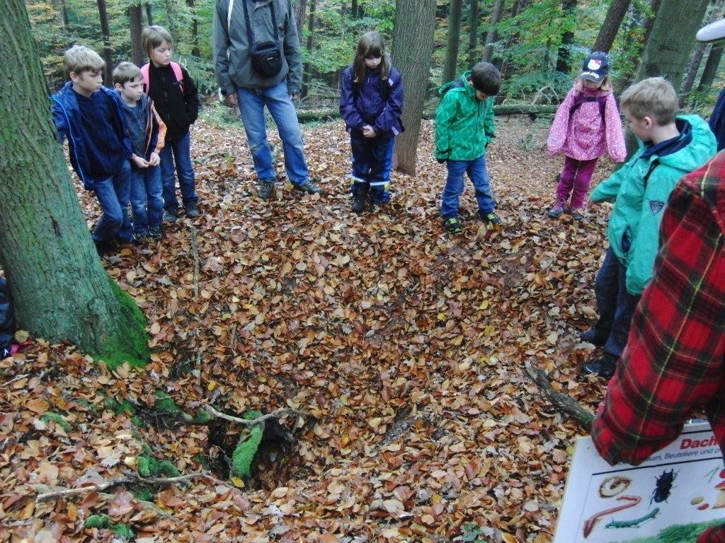 riesige Dachsbauten, werden aber auch vom fuchs und der der Wildkatze bewohnt