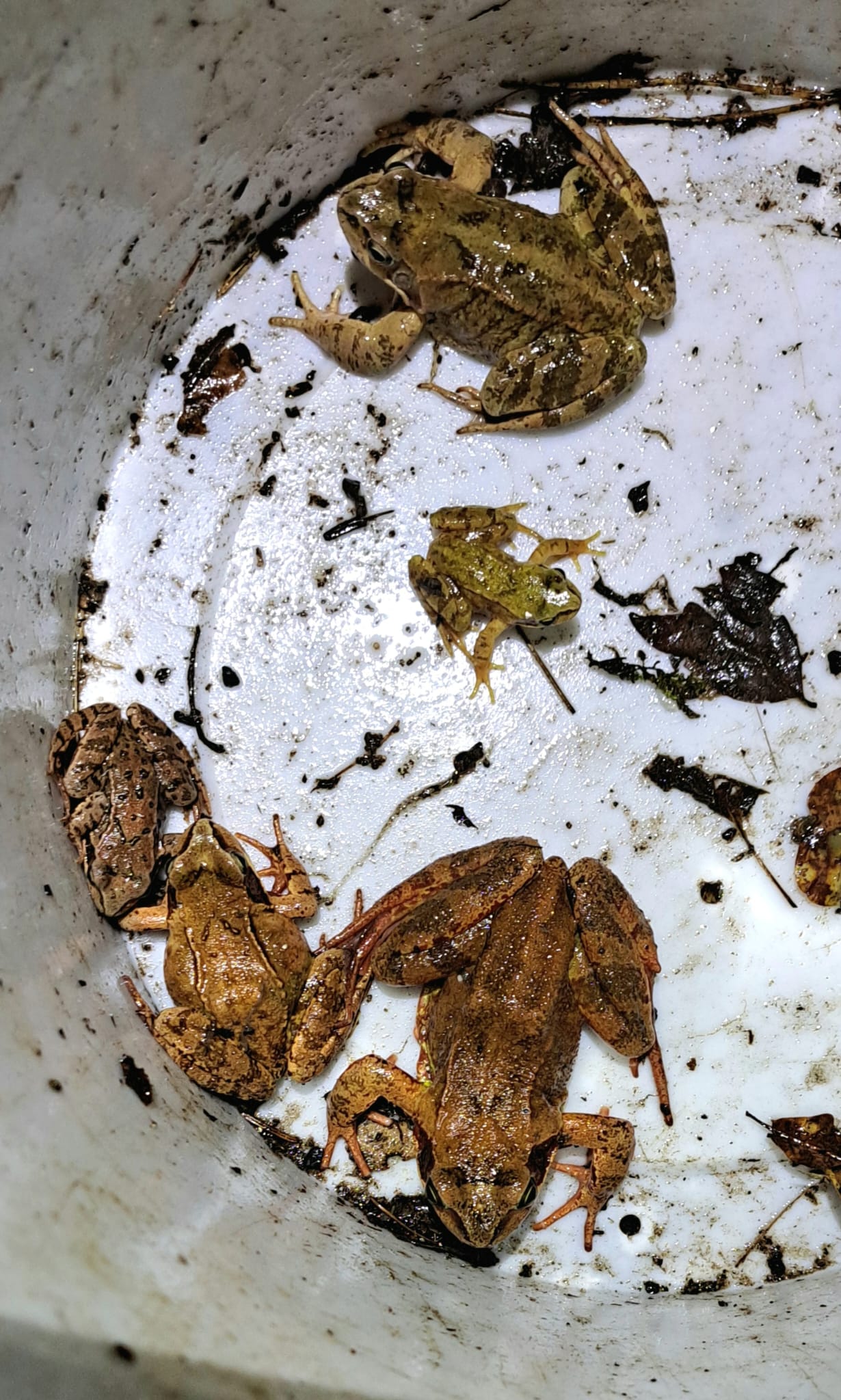 Frösche in verschiendenen Größen