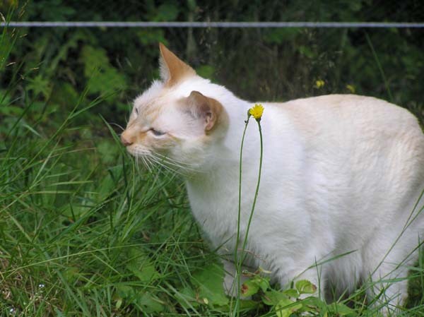 wie immer auf der Suche nach DEM Gras, was meine Haarballen entfernen soll...