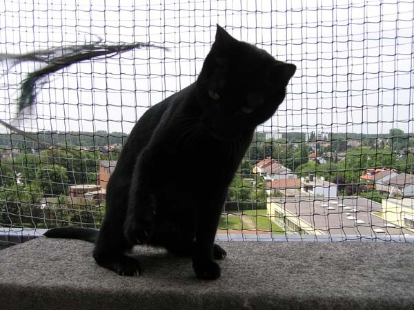 WOOOOAAAHHH nun ist das Ding auf den Balkon geflogen!