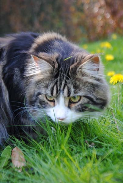 Sonne, Gras und allerlei Krabbelzeug!