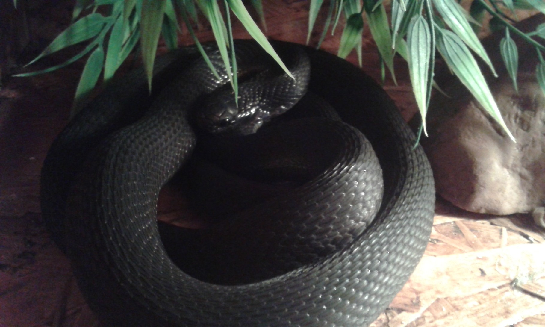 Dasypeltis atra Dasypeltis