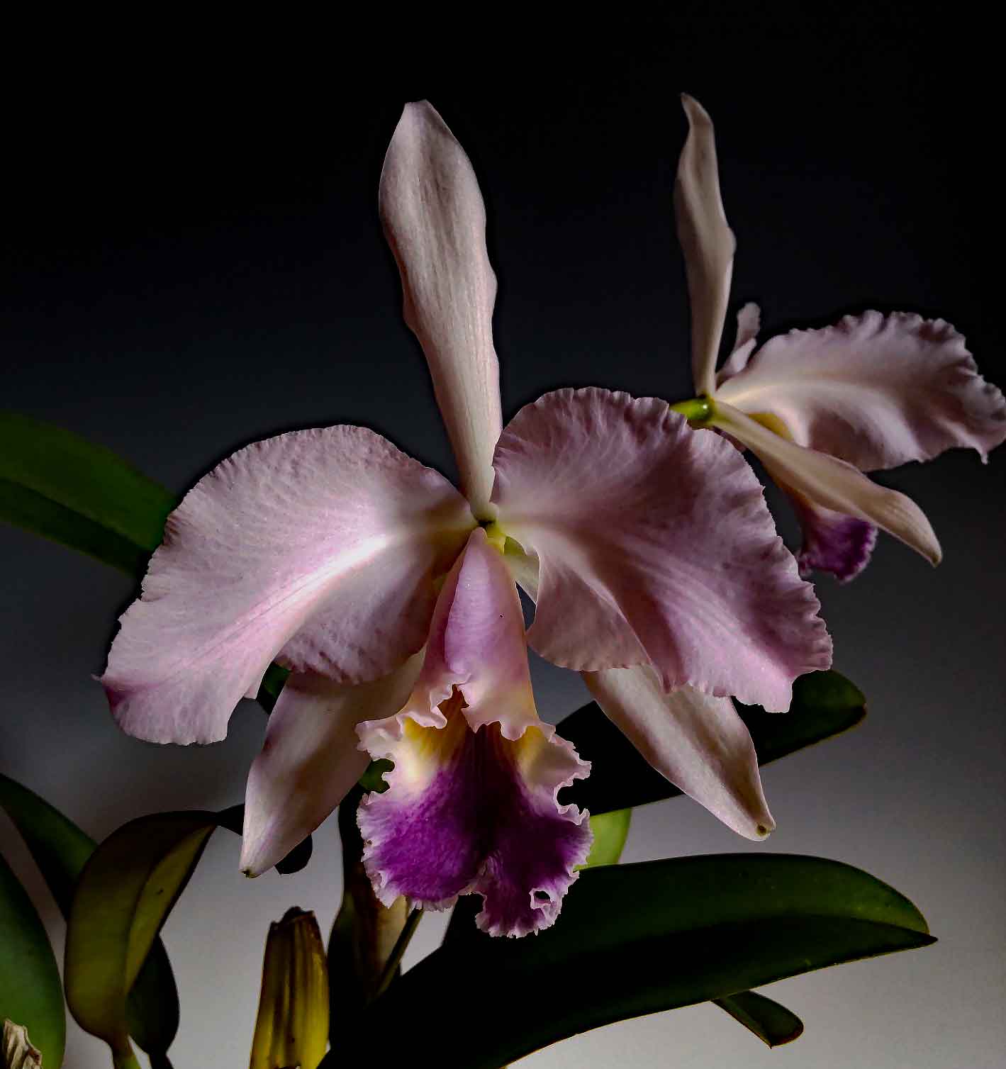 17洋蘭カトレア原種 c.gaskelliana S/A Maru Red (OG) 洋蘭 原種 カトレア  coerulea \u0027Choroni\u0027 ガスケリアナ