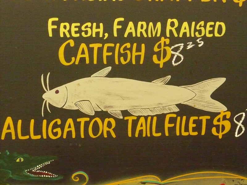 catfish and gator