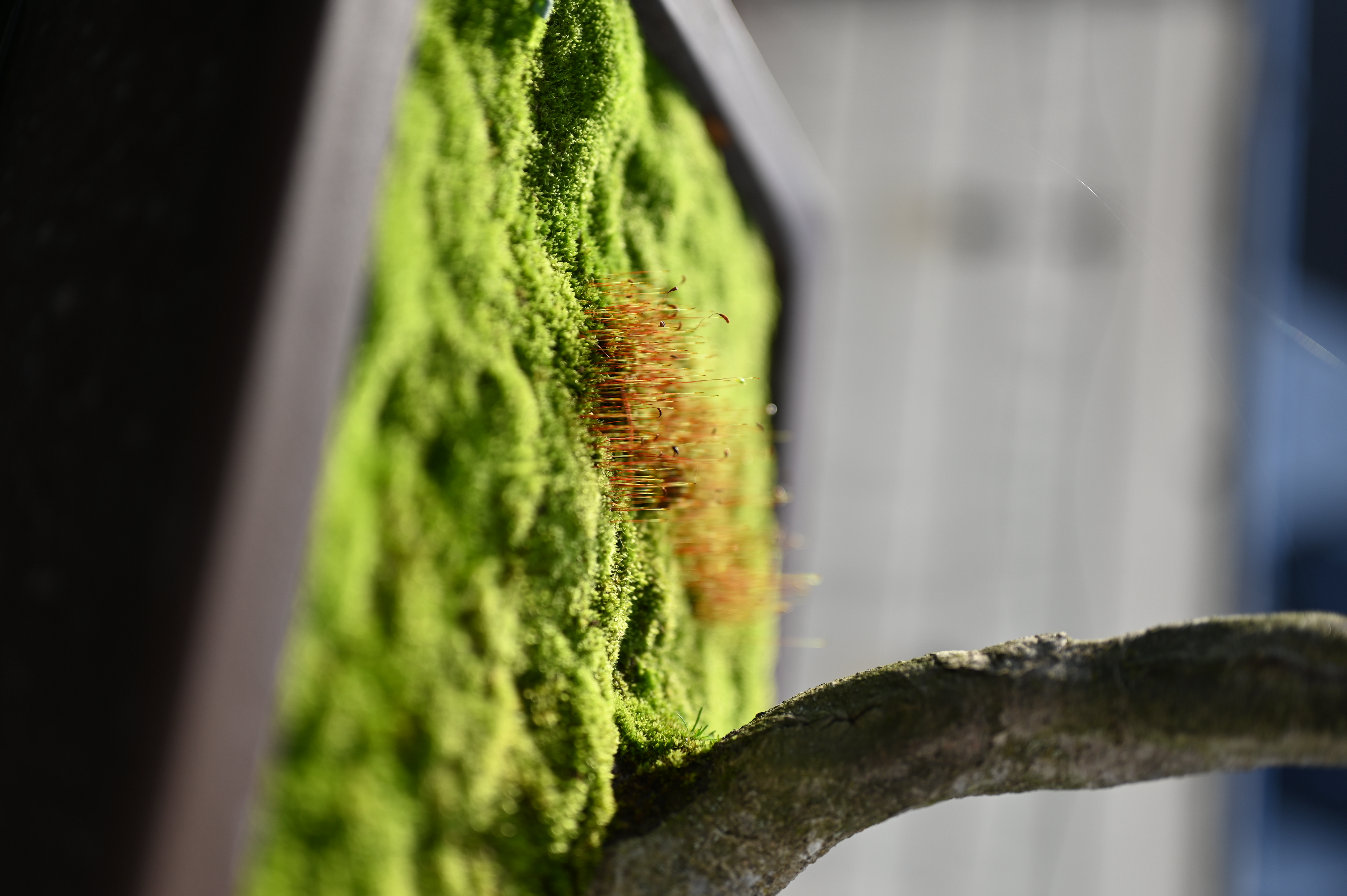 Bonsai Melle