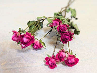 アンティークカラー バラ(ᵔᴥᵔ)かわいいお庭♡シャビーなガーデン