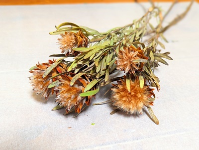 ネイティブフラワー - M's Factory Barbizon（M'sファクトリー