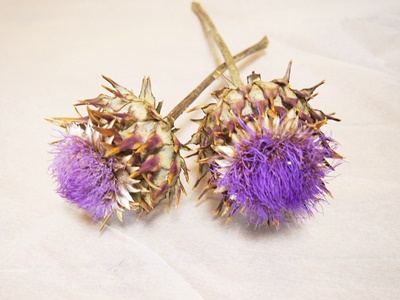 その他の花② - M's Factory Barbizon（M'sファクトリー