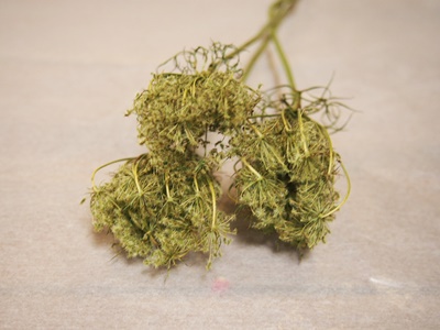 その他の花② - M's Factory Barbizon（M'sファクトリー