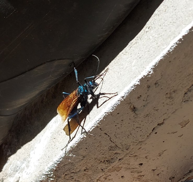 Eine Tarantelwespe; sie fangen Vogelspinnen, um darin ihre Eier abzulegen.