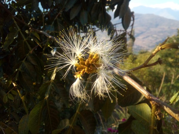 Pakay Baum in Blüte