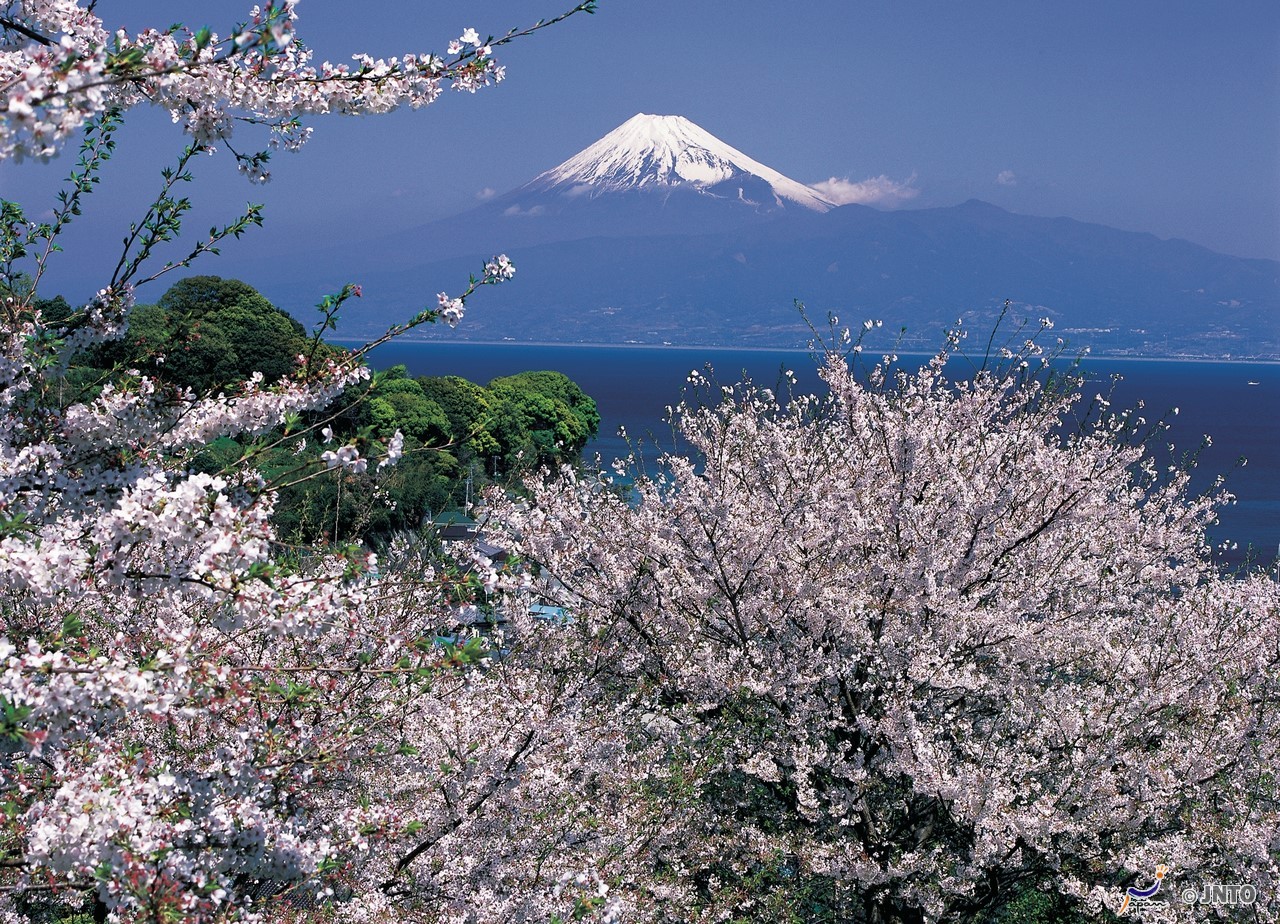 Kirschblüte mit dem Fujiyama im Hintergrund