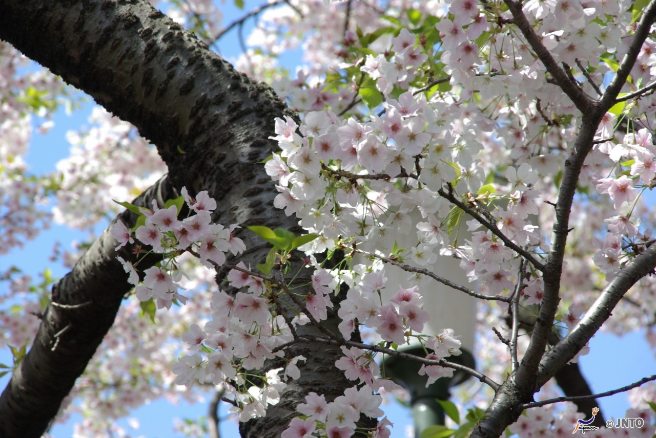 Kirschblüte im Imperial Palace East Garden, Toyko