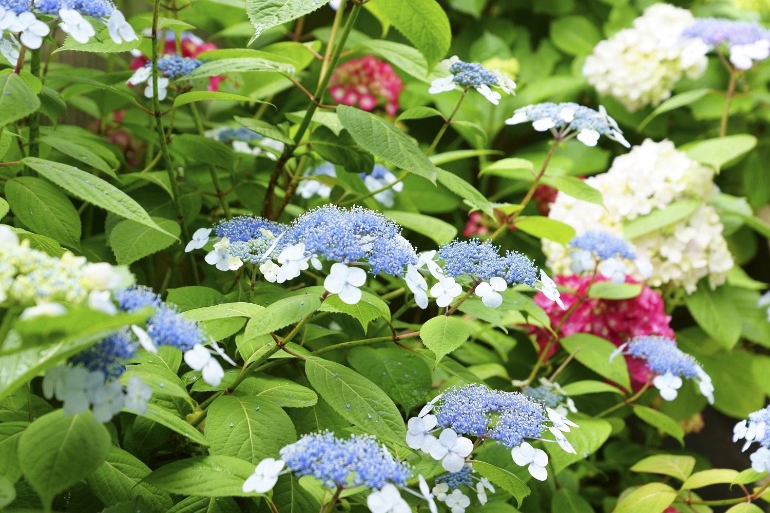 紫陽花が見頃です