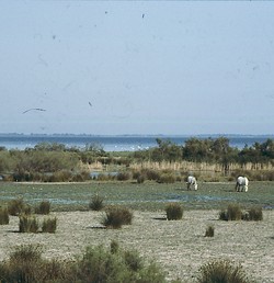 Camargue, Heimat der Listelweine