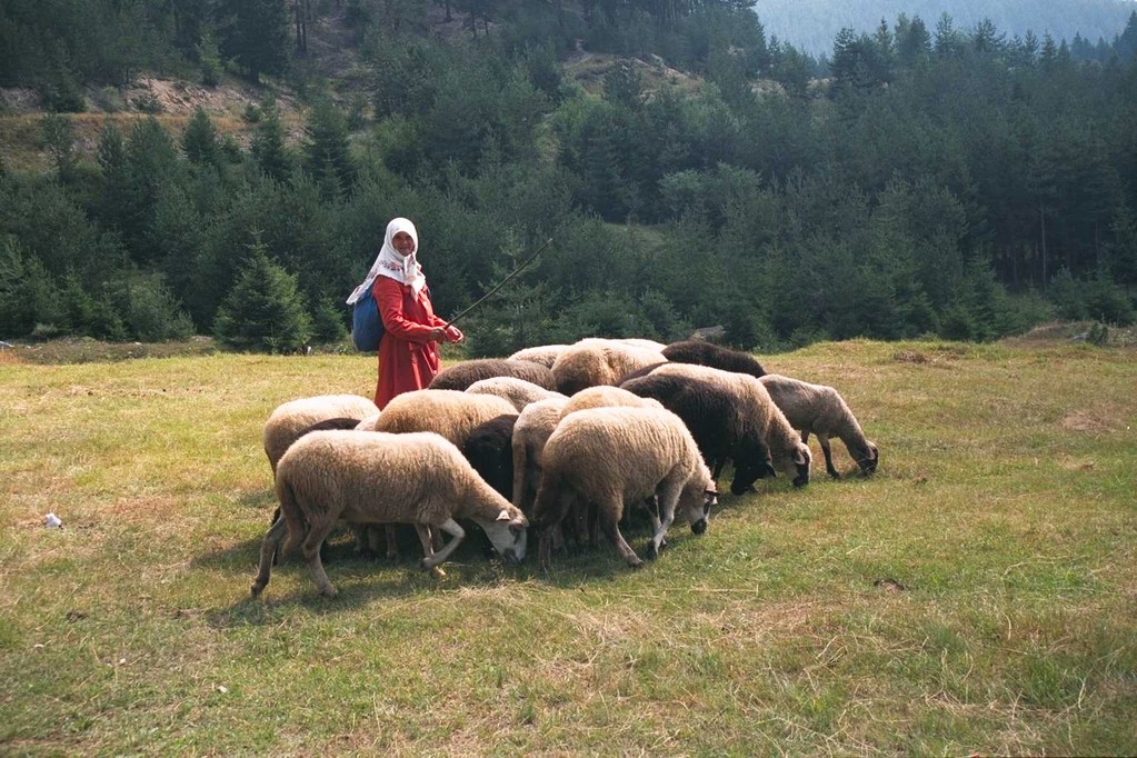 羊飼いの少女