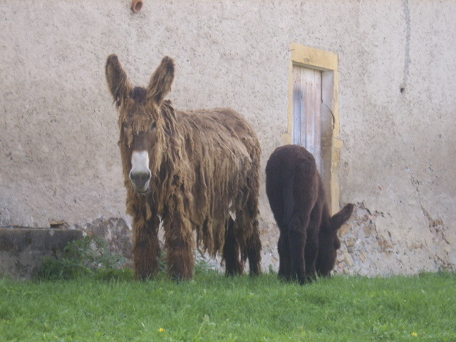 Maya et Arobase