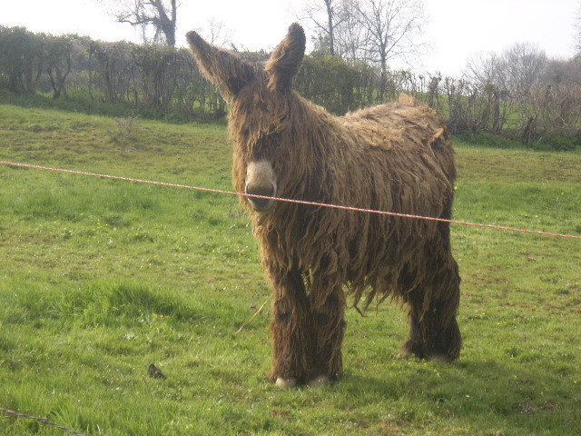 Maya, anesse baudet du Poitou