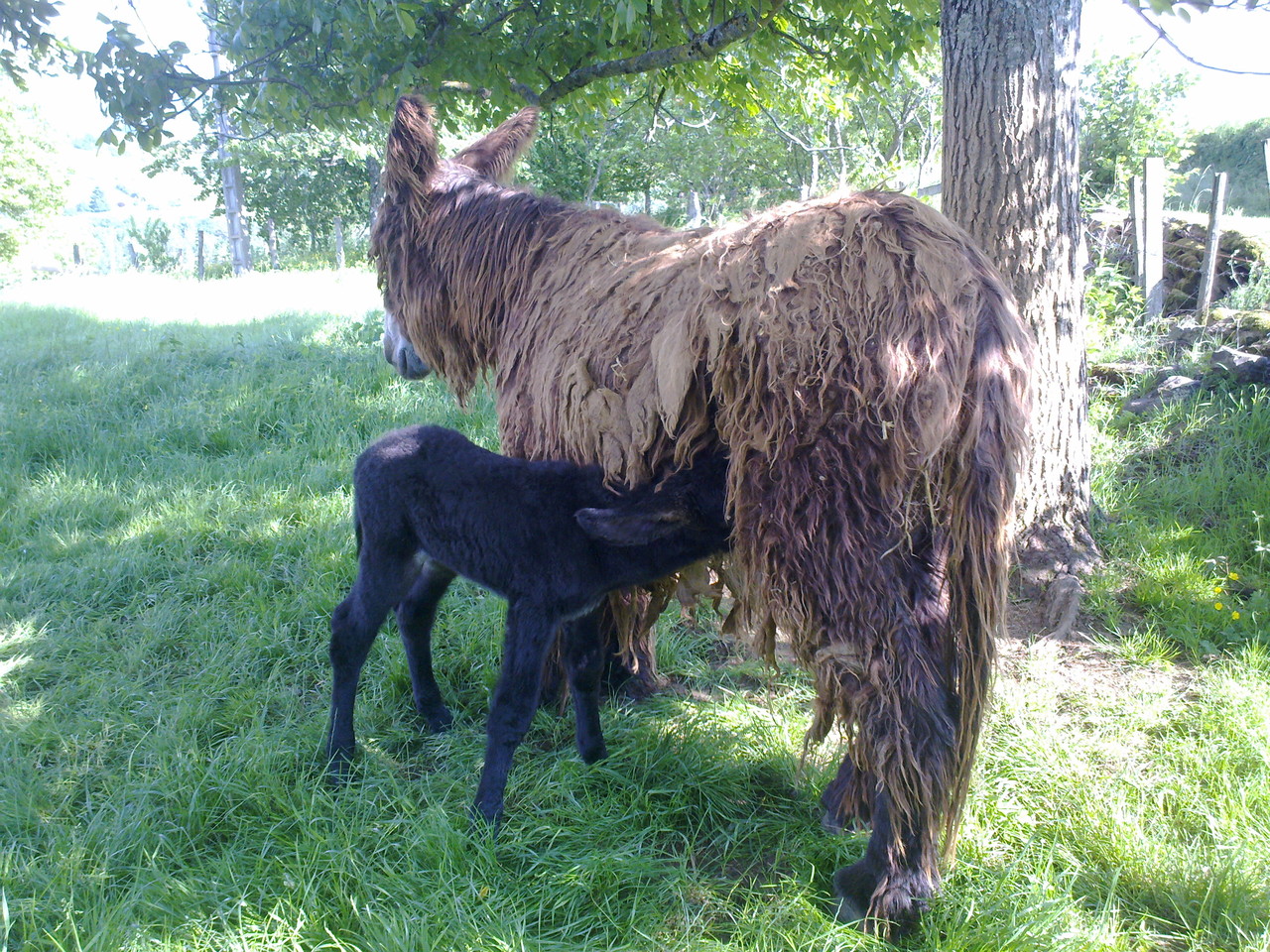 Maya et Arobase de Valorge dans le pré