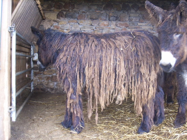 Mardi du parc