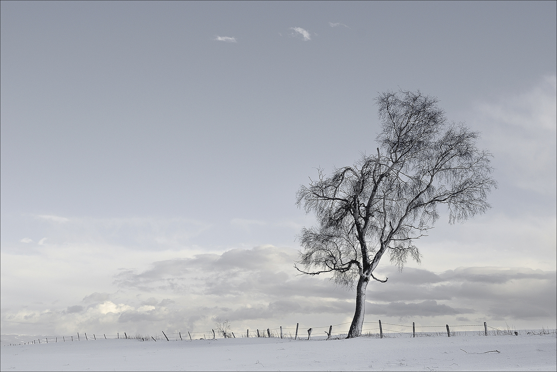  L'arbre à manières   Photo: B Raballand    