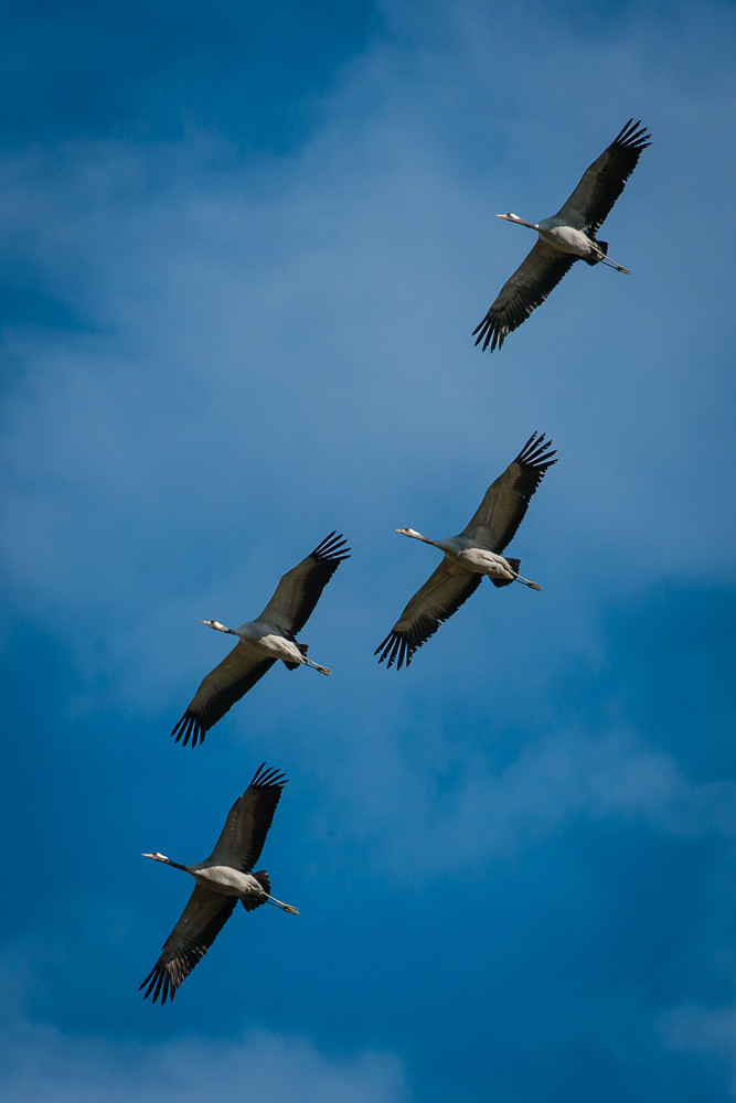 Graue od. Eurasische Kraniche - Grus grus - Lac du Der, Champagne, Frankreich