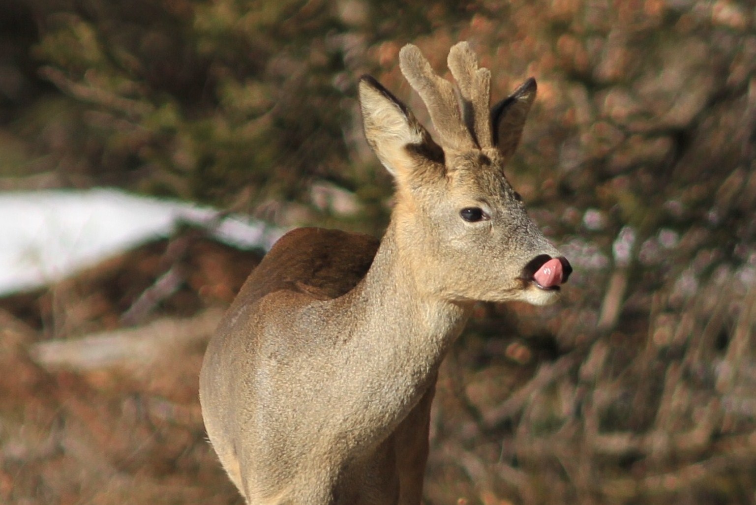 animaux sauvages