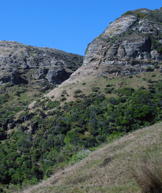 Mudstone formed from Miocene hemipelagic mud and distal turbidites overlying the upper layer of the Takaka/Paturay limestone beds on the Cowin Road.