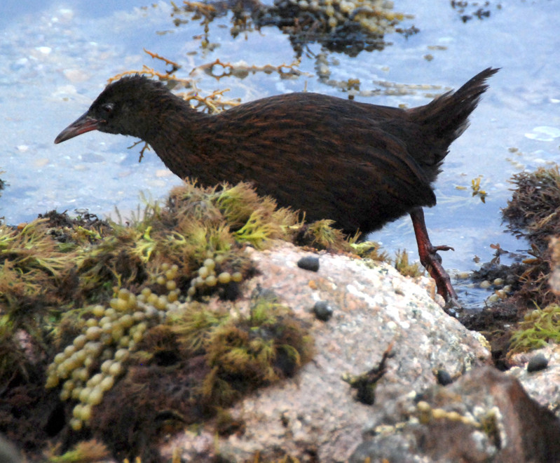 Stewart Island Weka (Gallirallus australis scotti) foraging in the intertidal zone at Boulder Beach,  Ulva Island, Stewart Island.