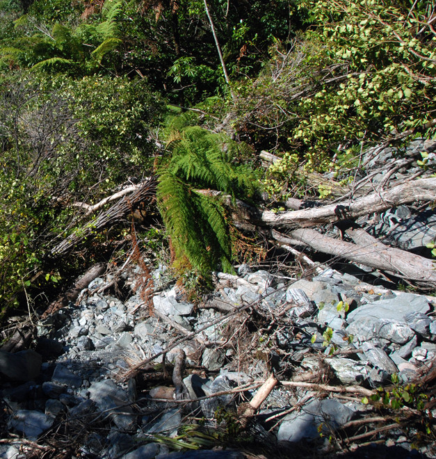 Flood damage to the forest near the Chalet Lookout