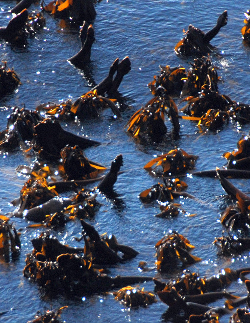 Detail of Kelp forest near Simonstown with strange phallic protuberances